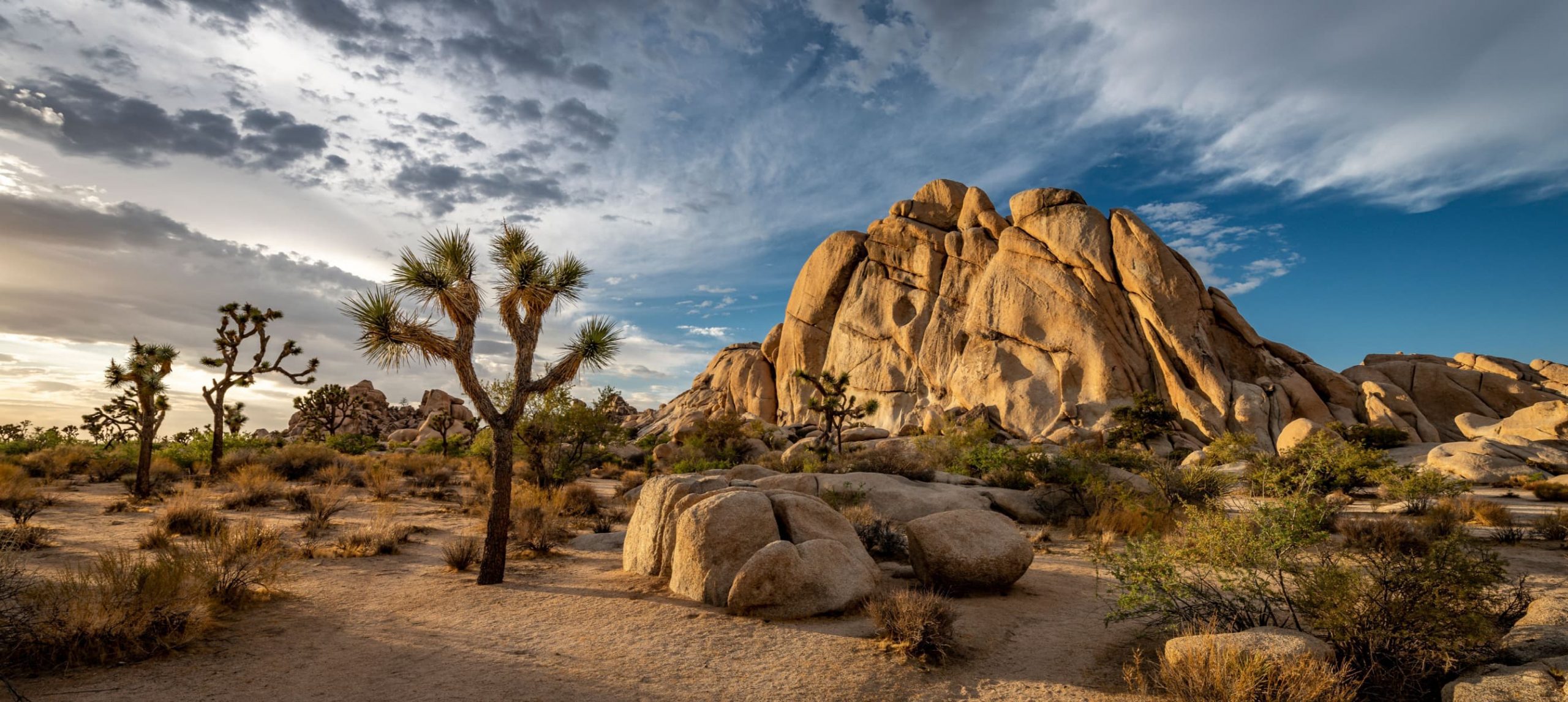 Johua Tree National Park, California.