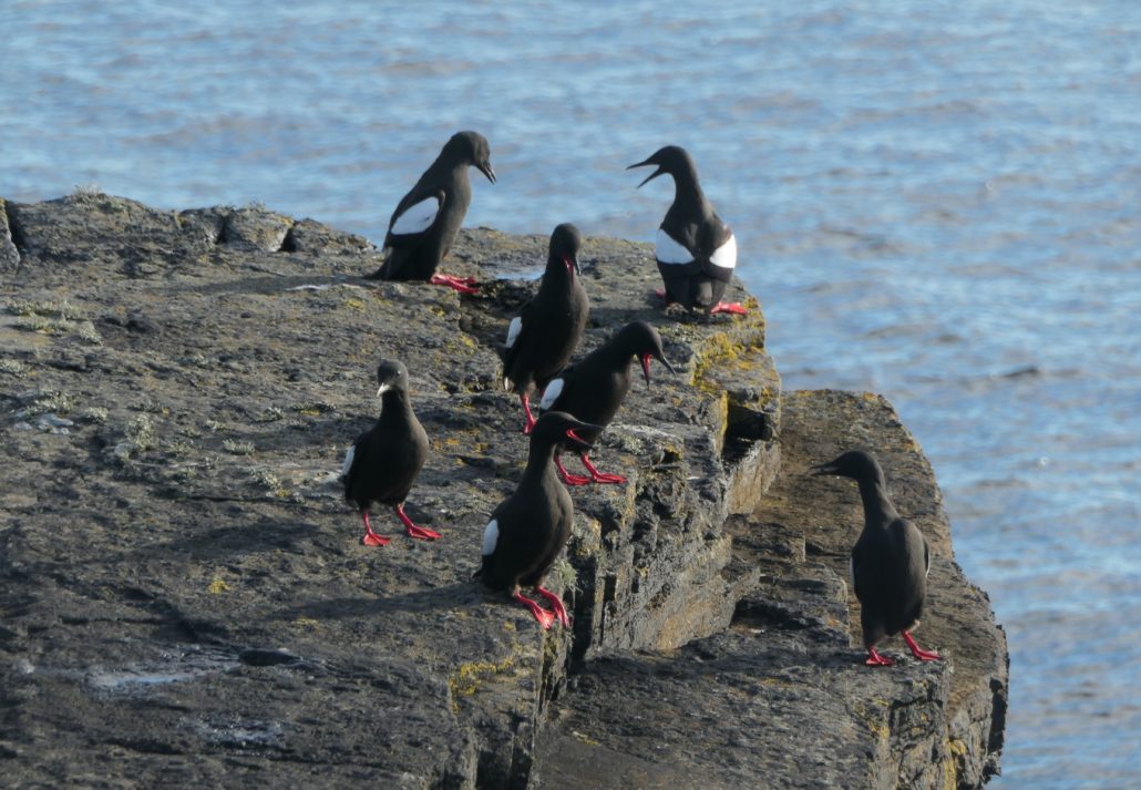 orkney islands north ronaldsay