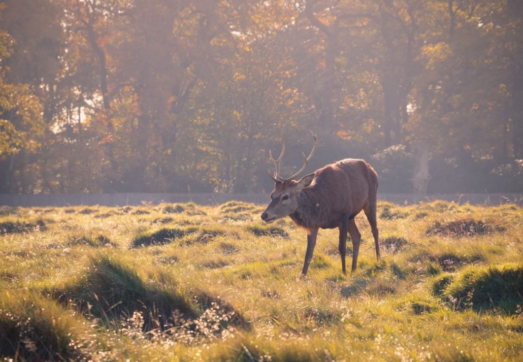 A red deer grazing in Bushy Park in London with warm sunlight.