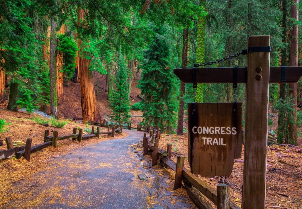 Congress Trail, in Sequoia National Park, California, USA.
