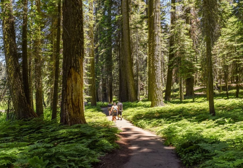 The Crescent Meadow Loop, in Sequoia National Park, California, USA.