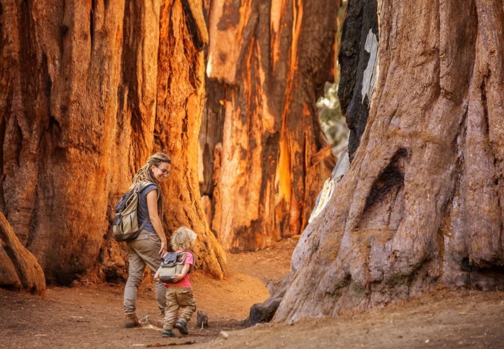 A woman and his son among giant sequoias in the Sequoia National Park, California, USA.