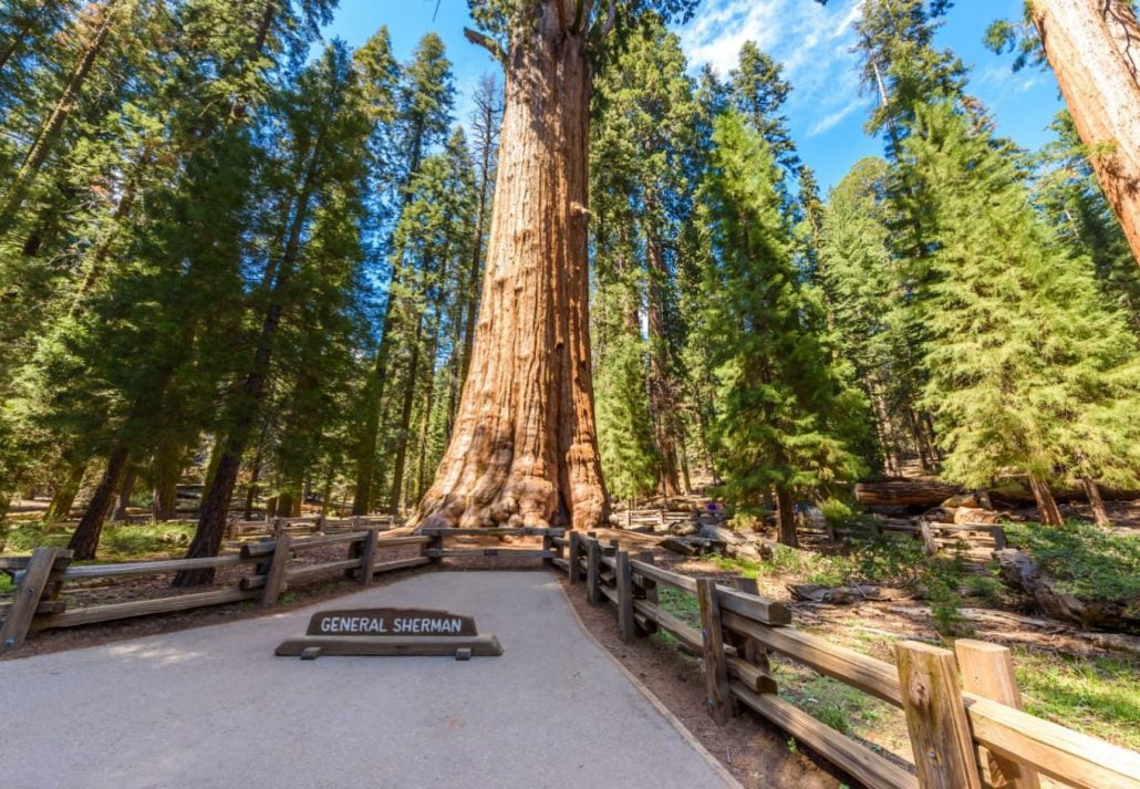 General Sherman Tree in the Sequoia National Park, California, USA.