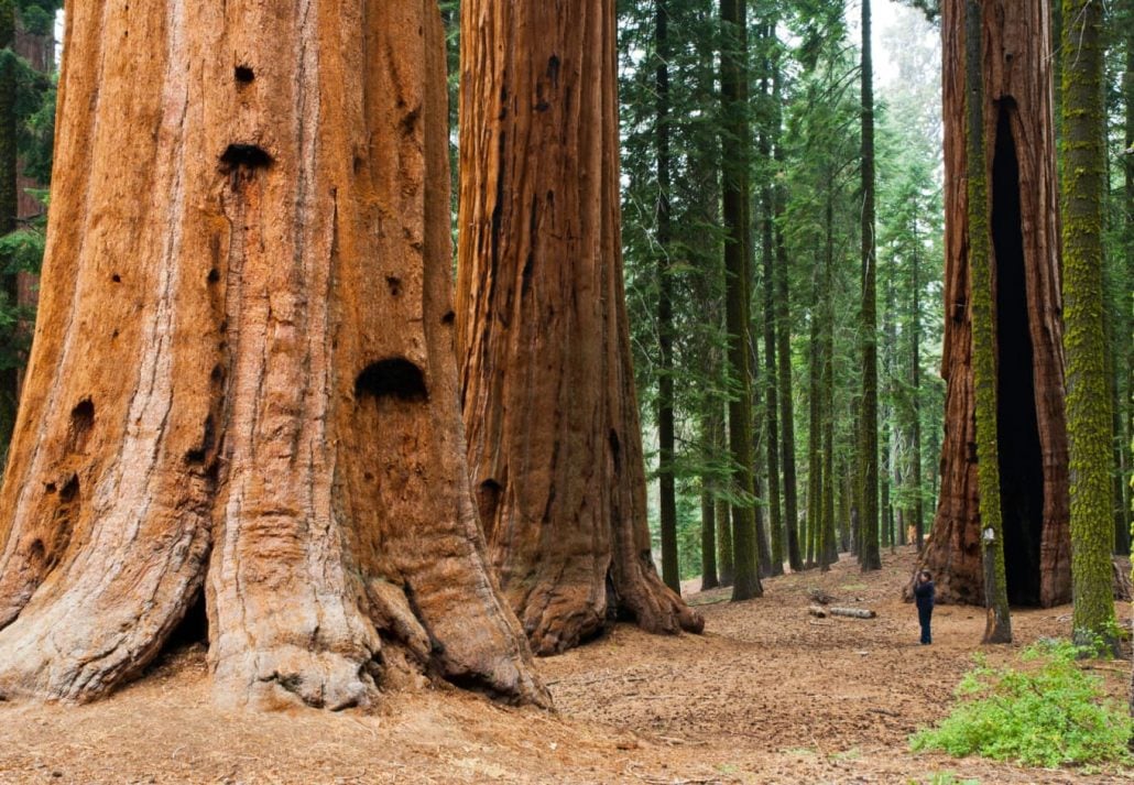 A visitor among a grove of giant sequoias in the Sequoia National Park, California, USA.
