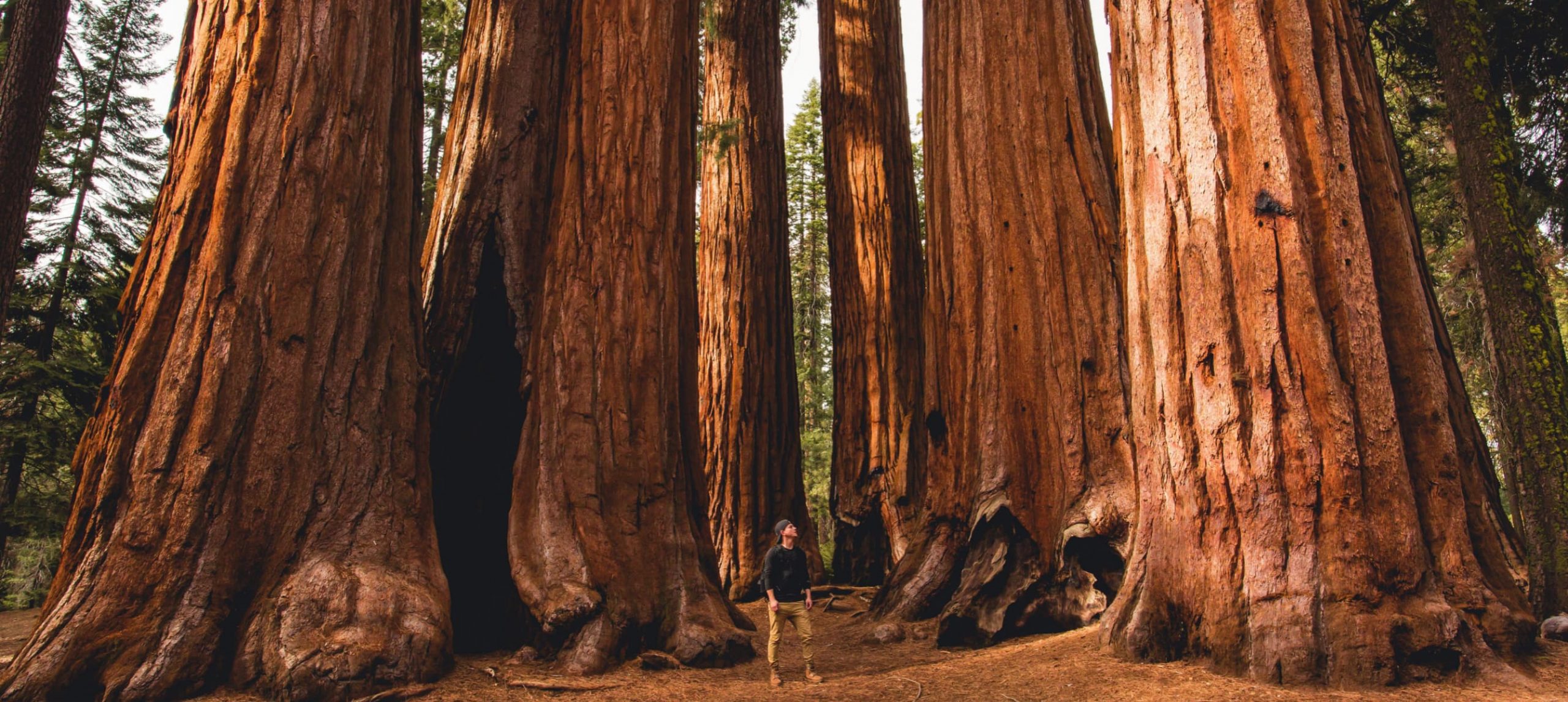 A man among a grove of giant sequoias in the Sequoia National Park, California, USA.