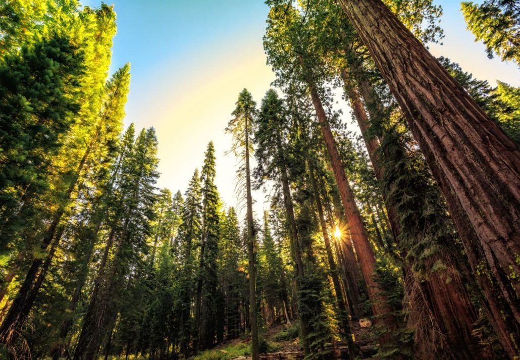 Guide For Visiting The Sequoia National Park | CuddlyNest