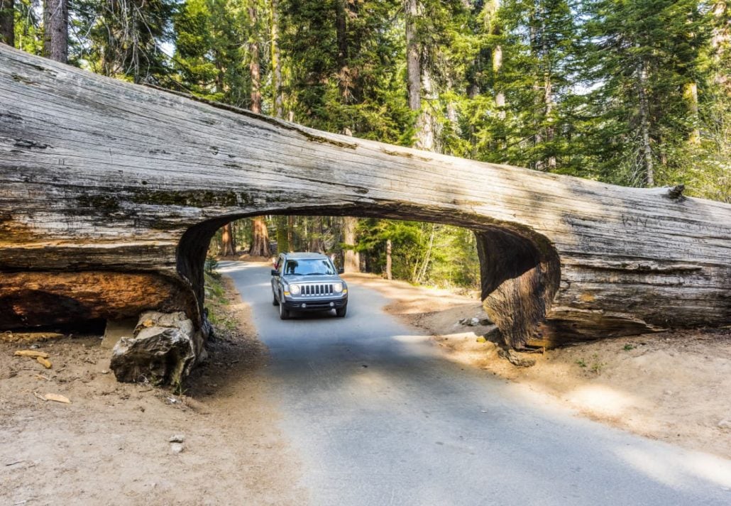 A car passing underneath the famous Tunnel Log, in Sequoia National Park, California, USA.