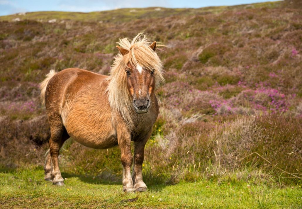 shetland pony