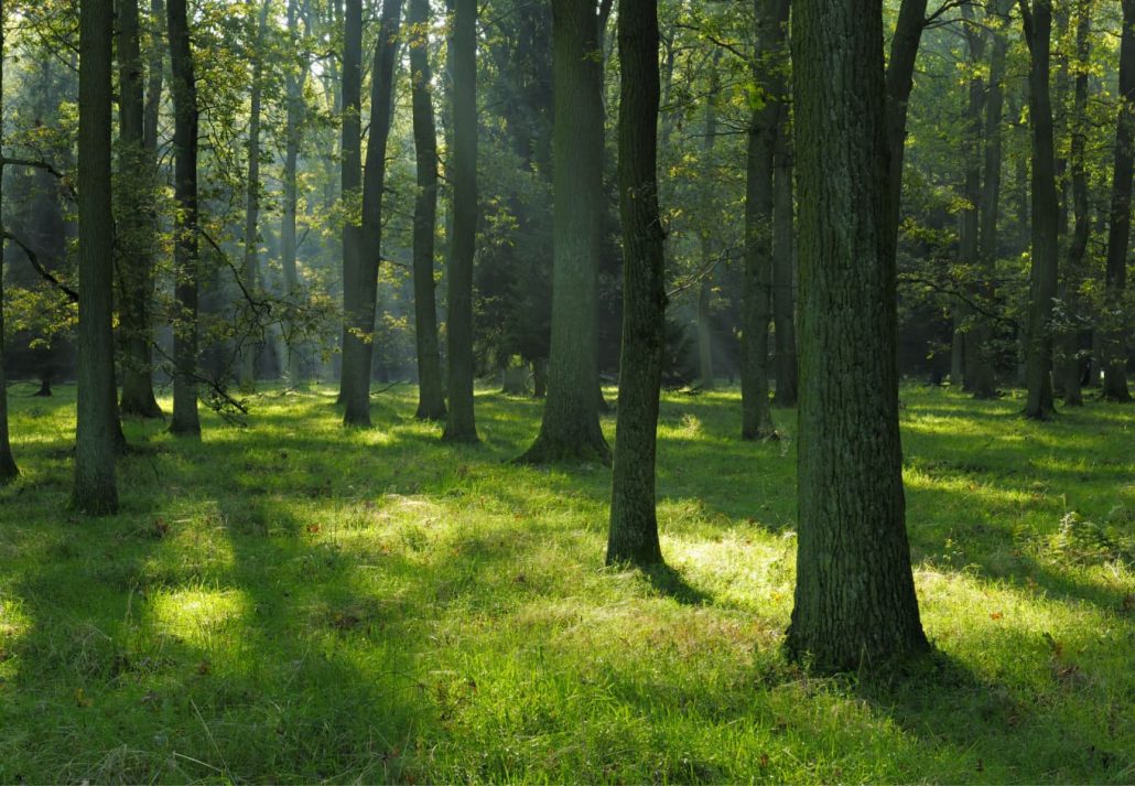 dark oak forest