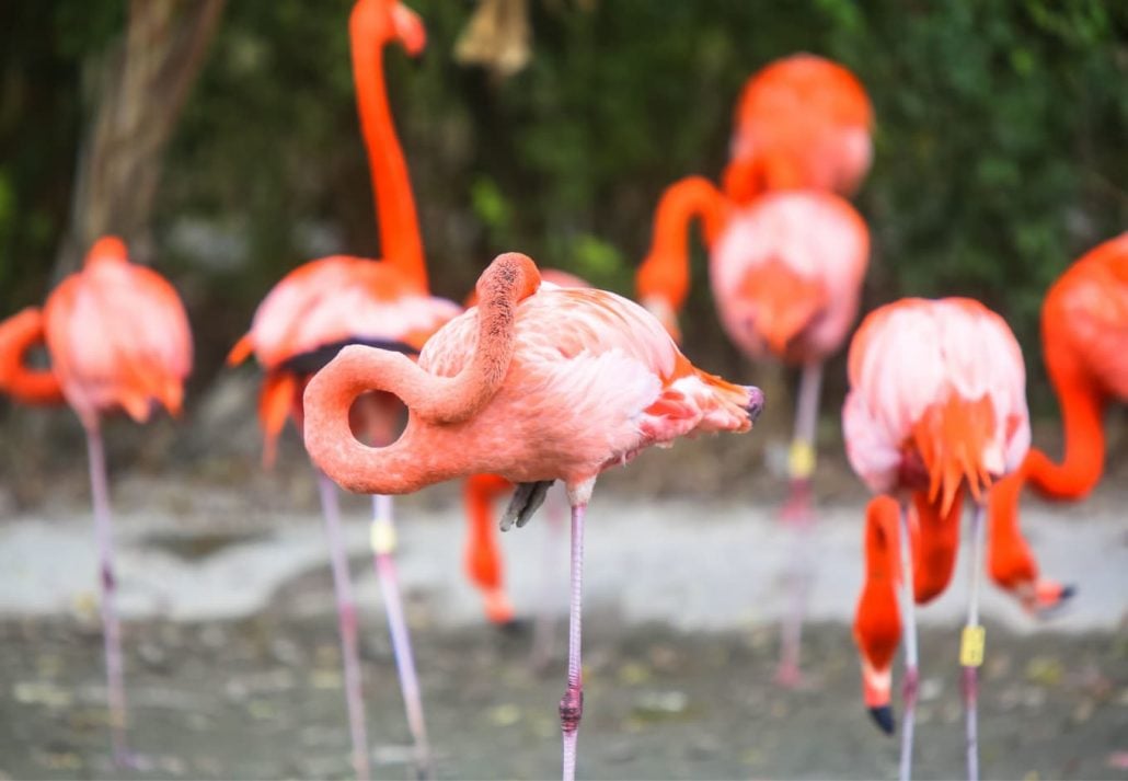 Flamingos in the water in the Flamingo Gardens, in Miami, Florida.