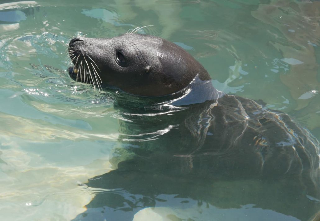 A seal on the Miami Seaquarium, Florida, USA.