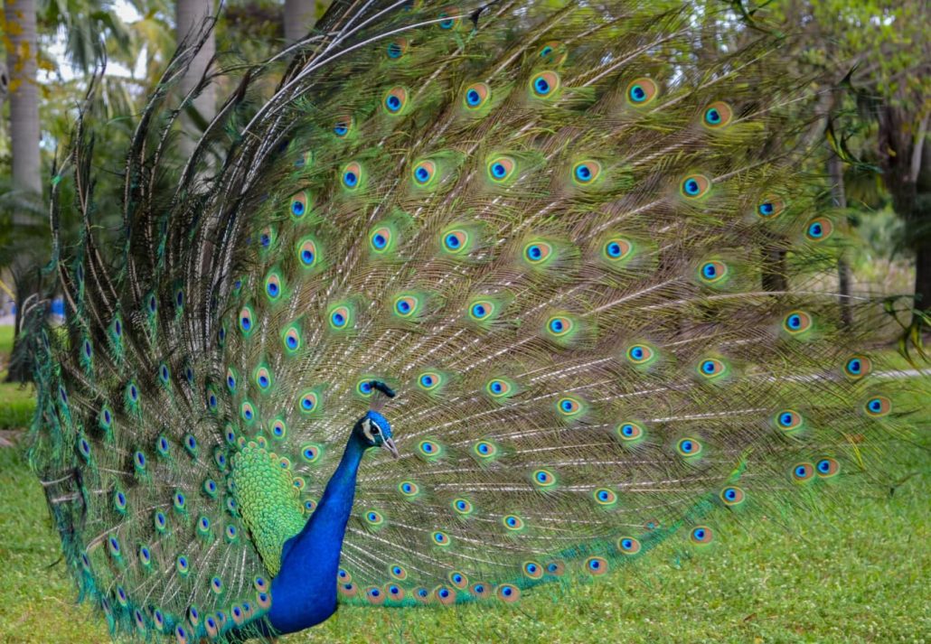 A peacock showing it's complete beautiful and colorful plummage in a park in Miami Florida
