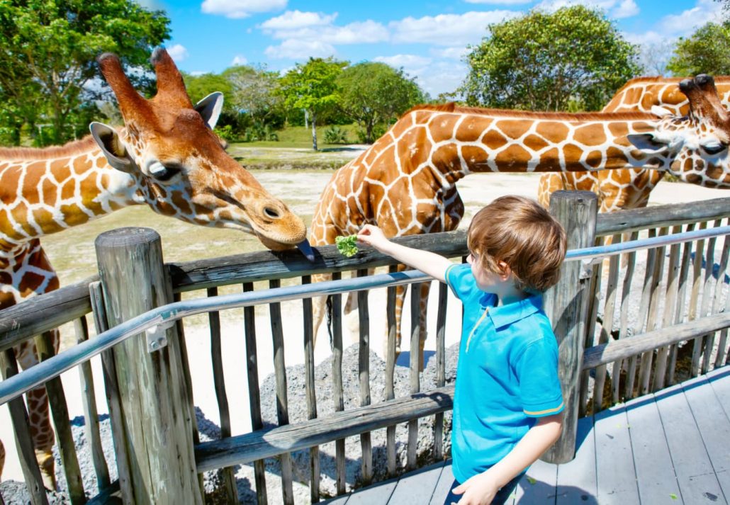 A kid feeding a giraffe at the Zoo Miami, Miami, Florida.