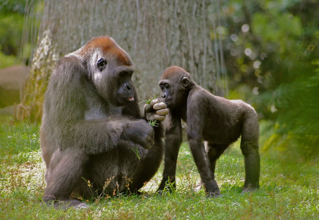 zoo atlanta