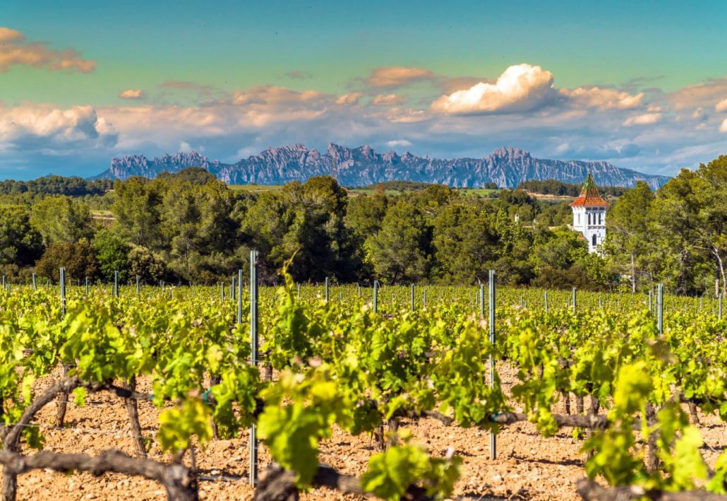  Vineyards at Penedes wine region with a beautiful cellar tower and the Montserrat Range in the distance in Catalonia, Spain.
