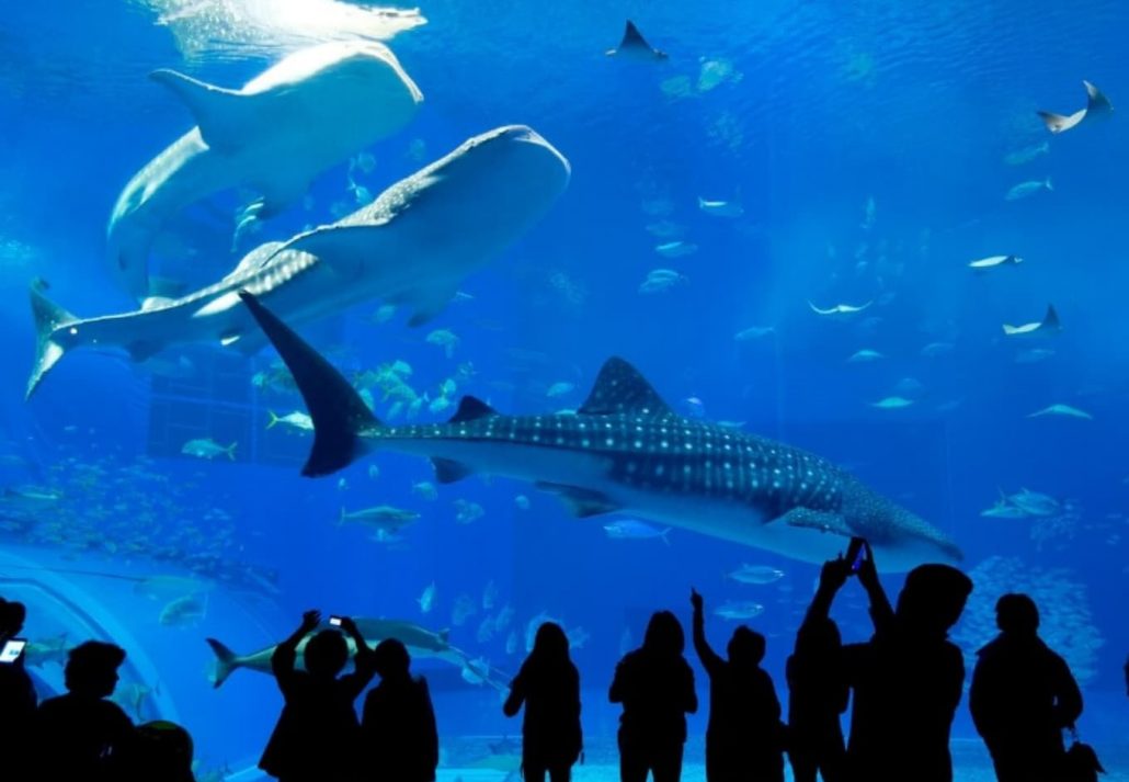 underwater zoo dubai mall