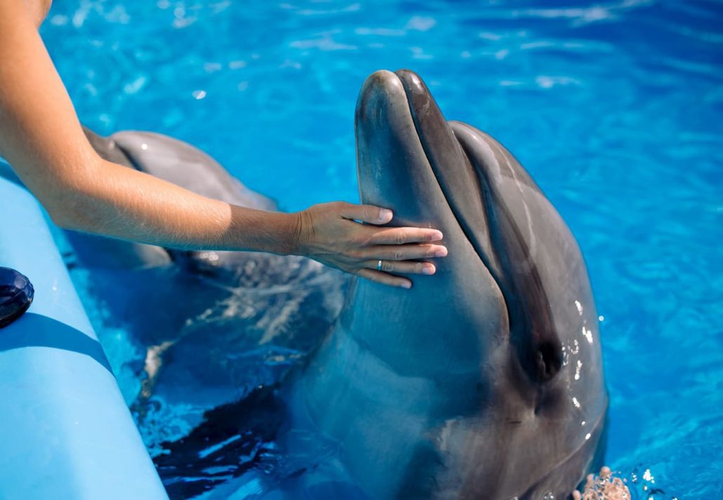Places To Visit In Dubai - dolphin with a trainer