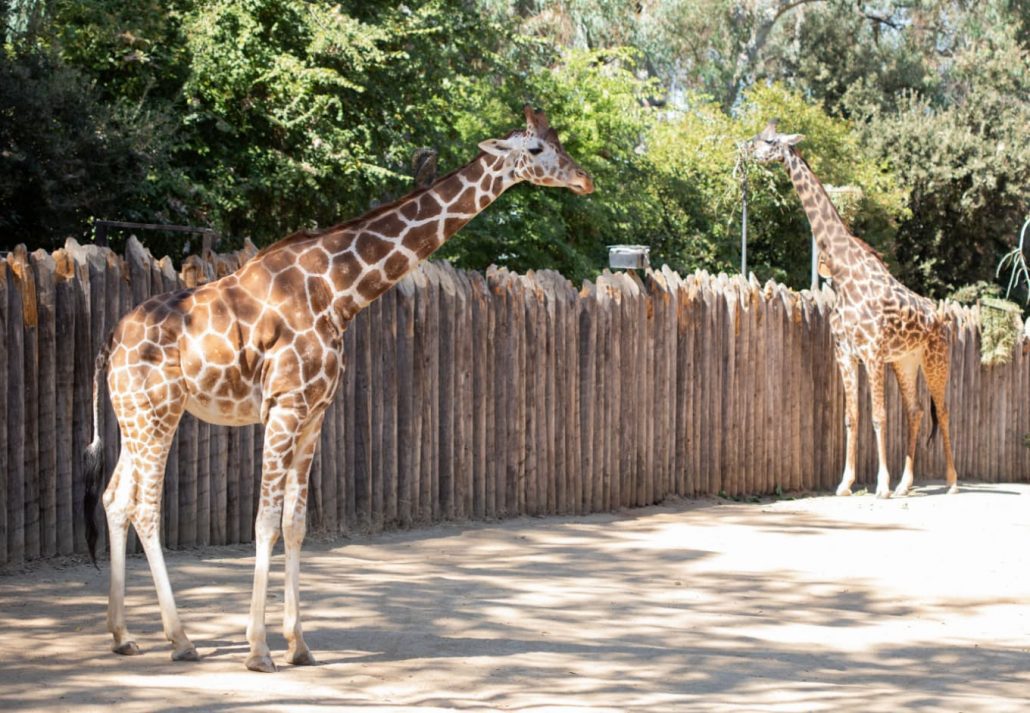 Sacramento Zoo