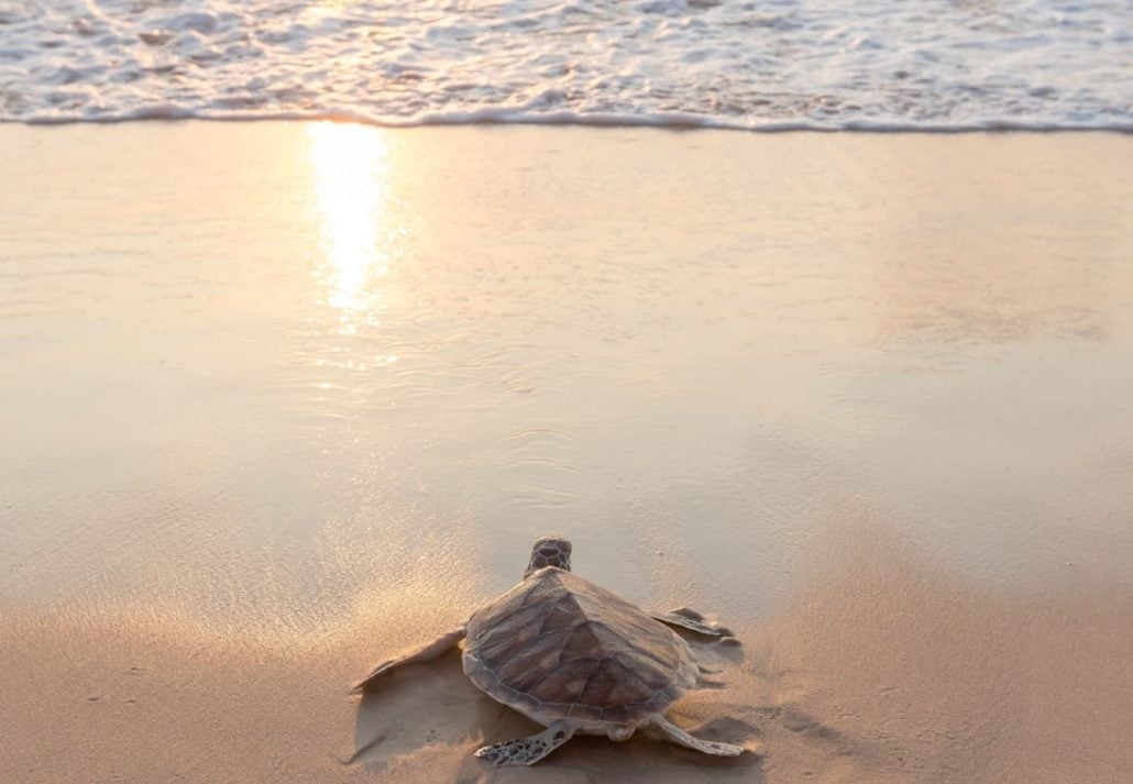 a baby turtle entering water on the beach