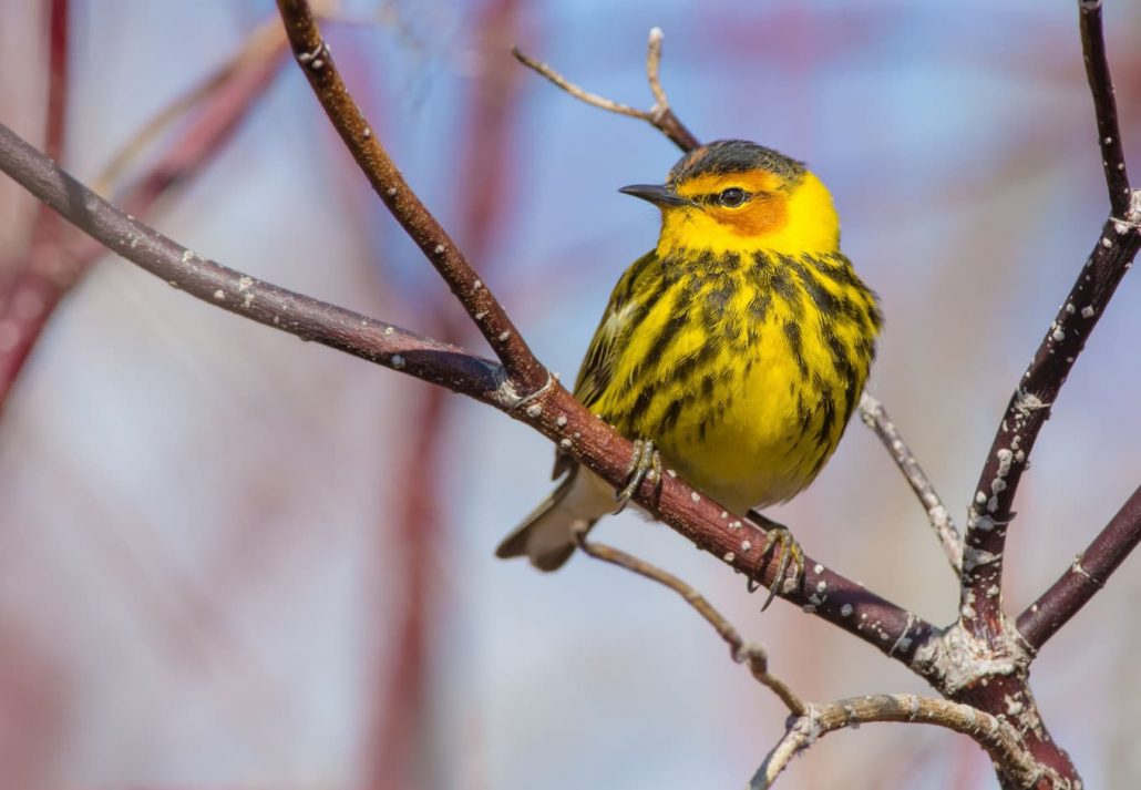 a yellow Cape May bird