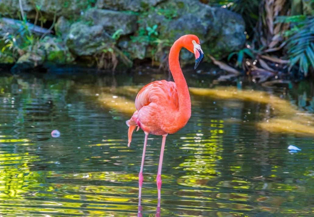 fort lauderdale flamingo gardens