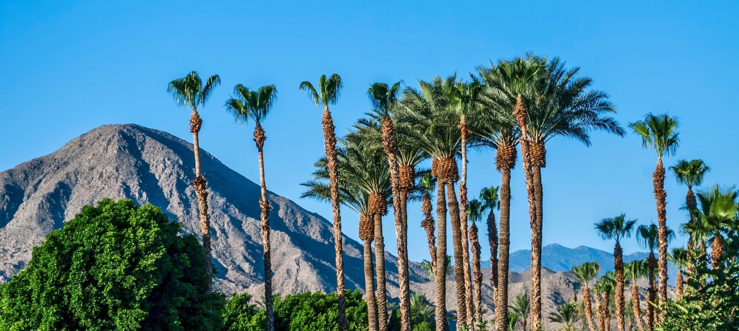 palm trees and mountains in Palm Springs, CA