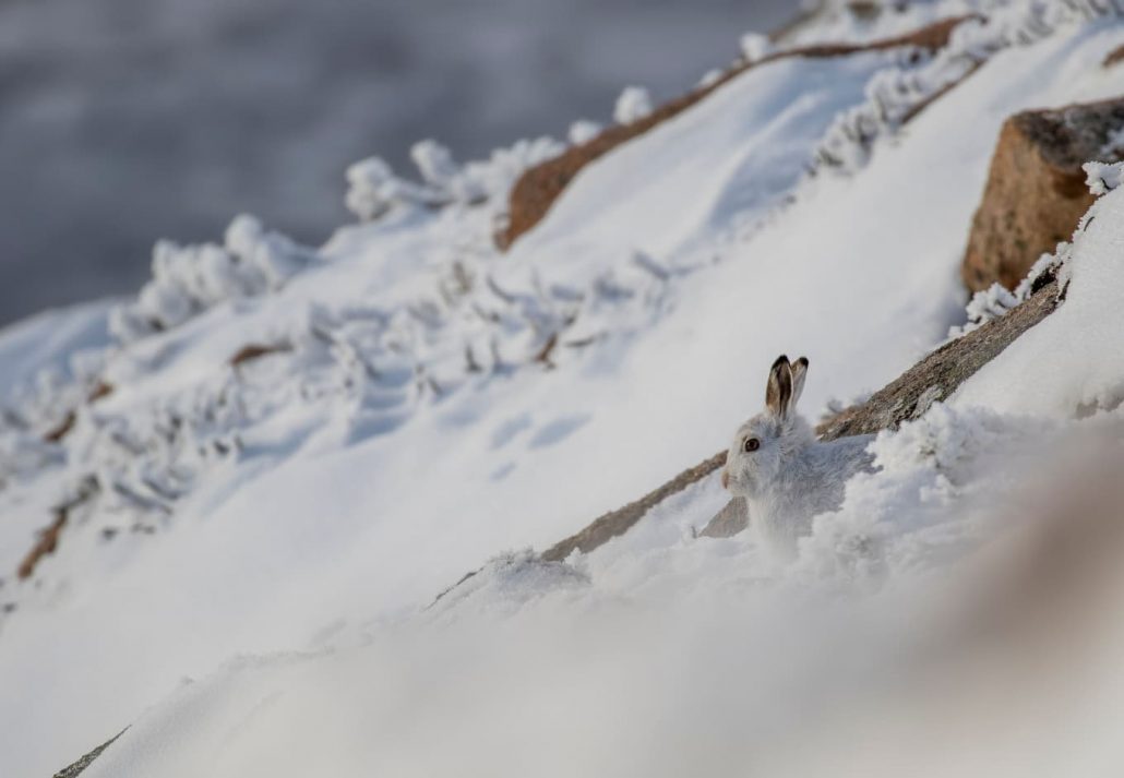 a bunny in the snow at Cairngorms National Park