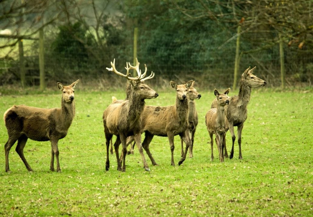 red deers at The New Forest National Park