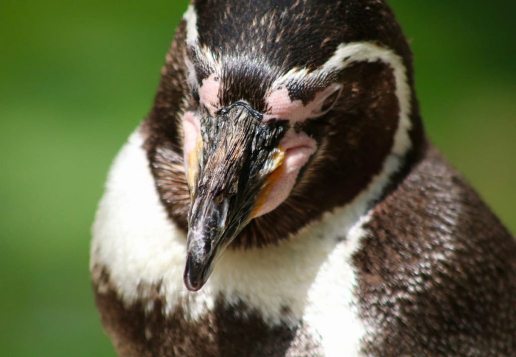 st louis zoo