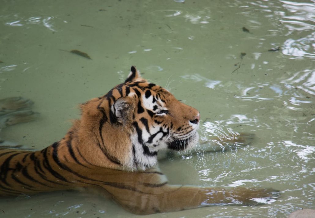 st louis zoo