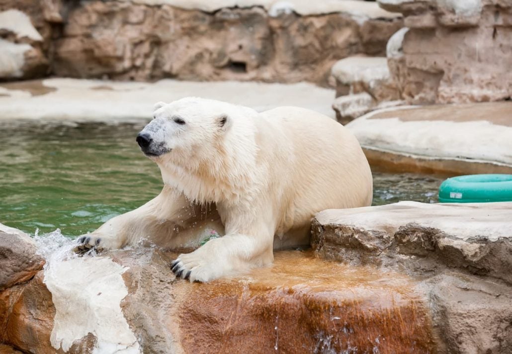 st louis zoo polar bear