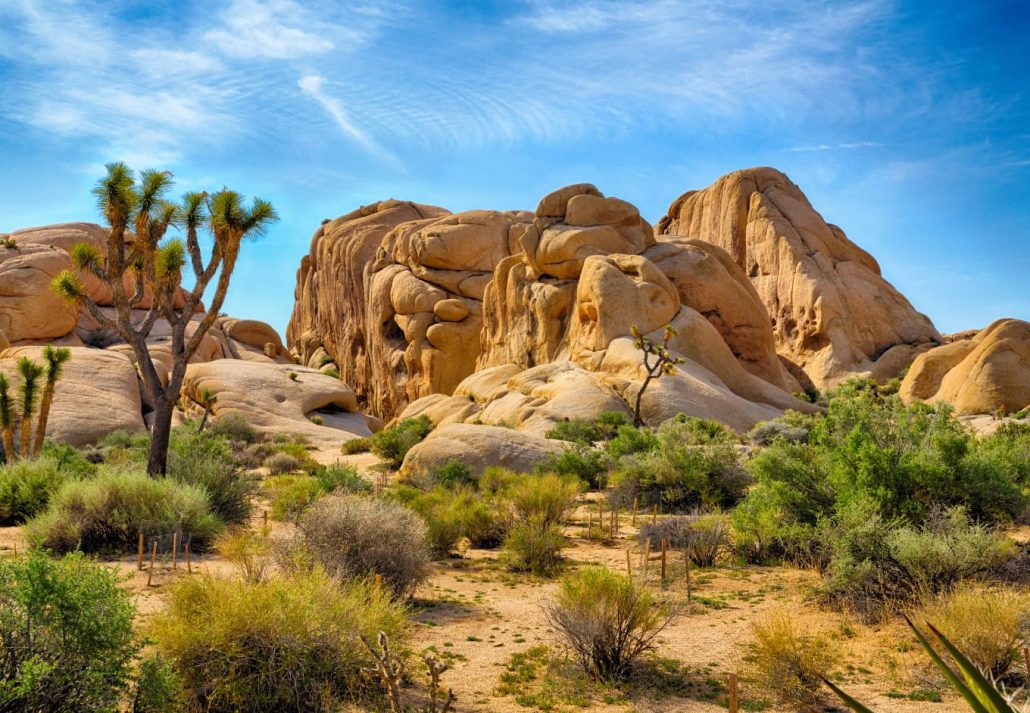 joshua tree national park