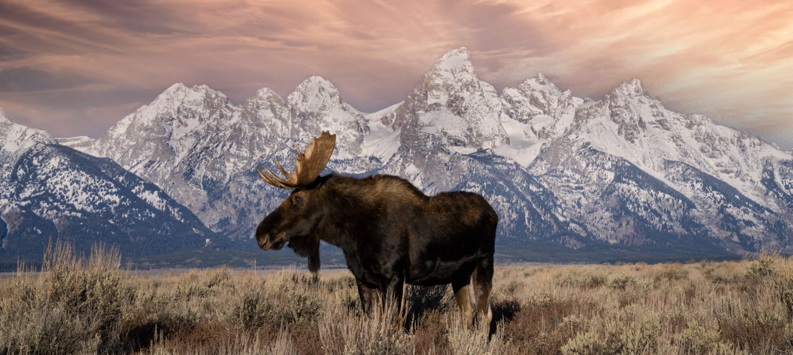a moose in Wyoming