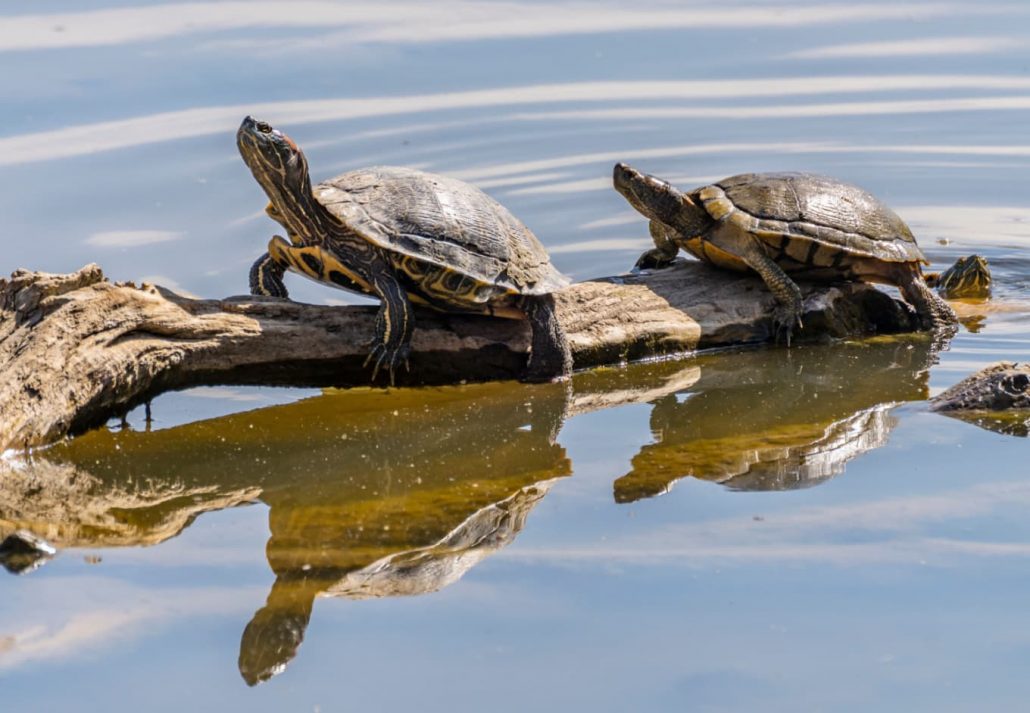 Rio Grande Nature Center State Park