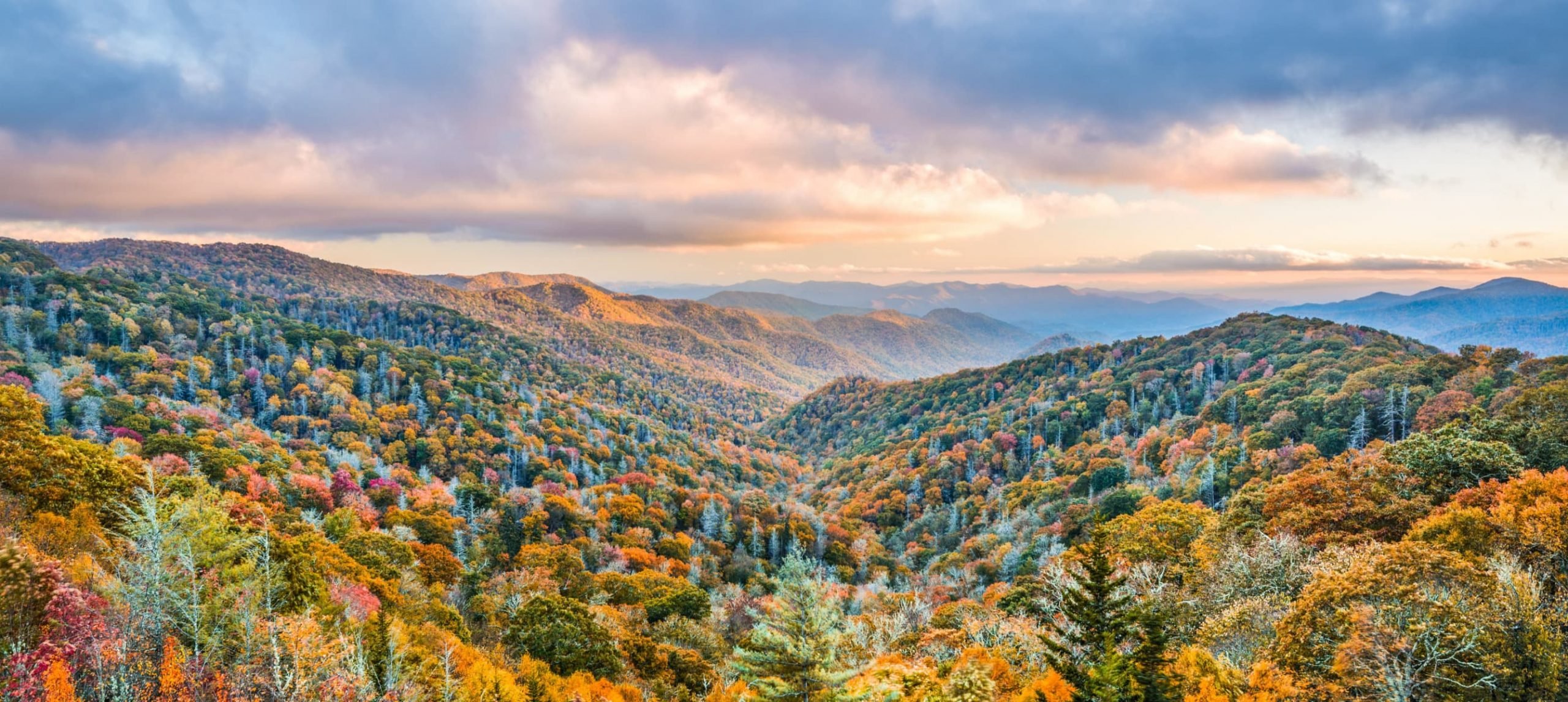 lush trees of Smoky Mountains