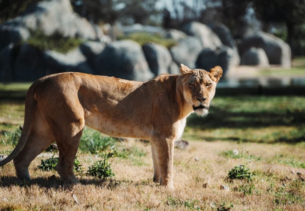 a zoo in Fresno