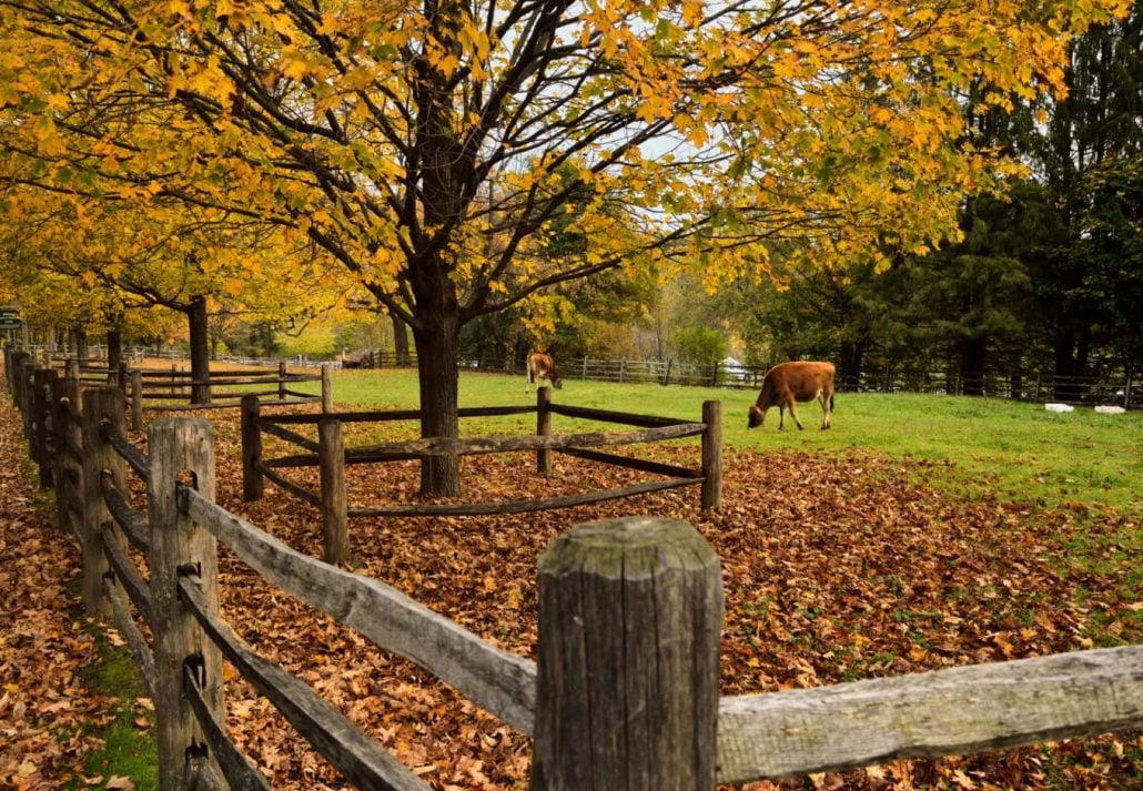 cows at Billings Farm