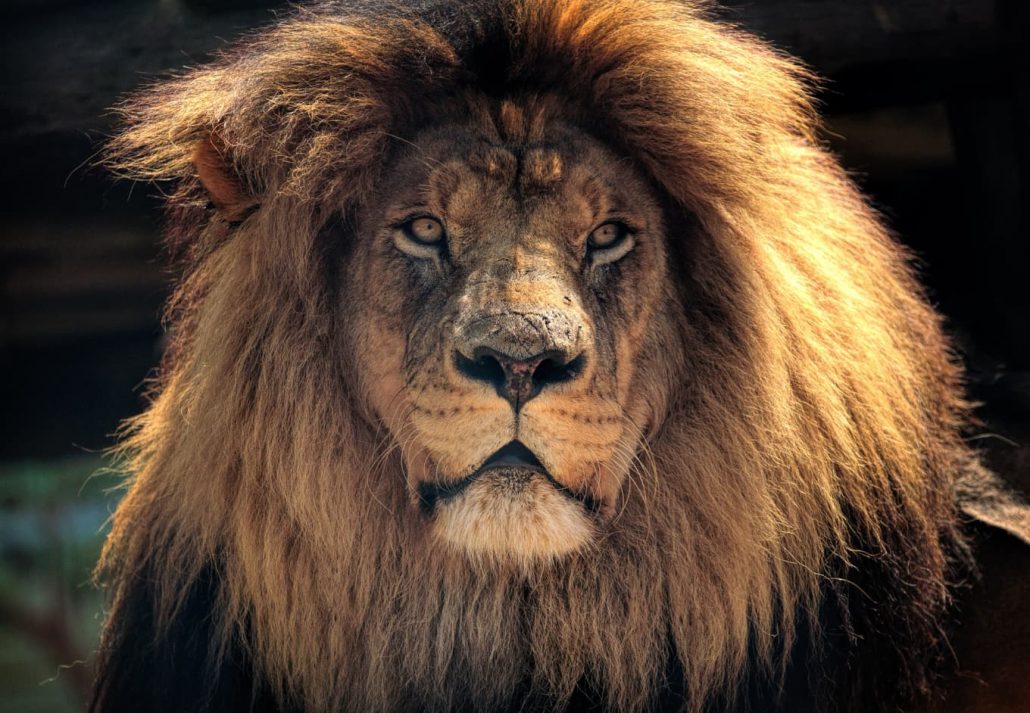 a lion in Kruger 
