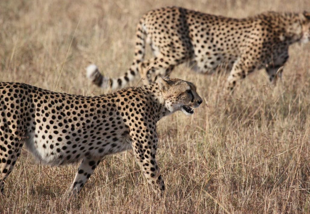 two cheetahs in the wild