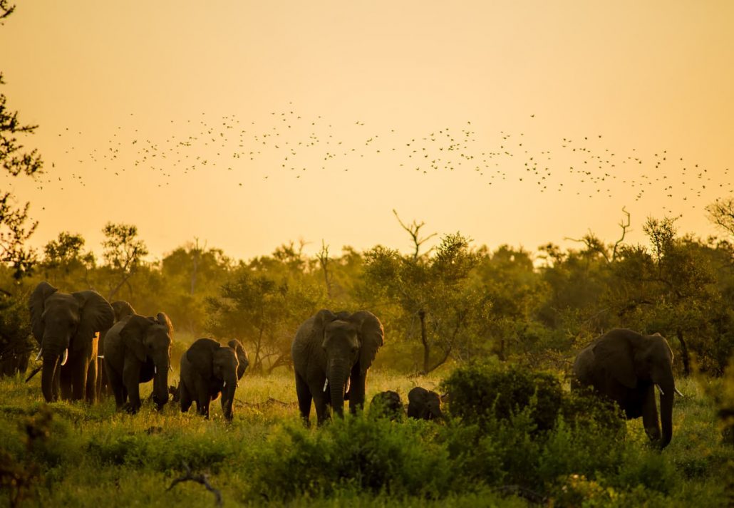 éléphants à Kruger