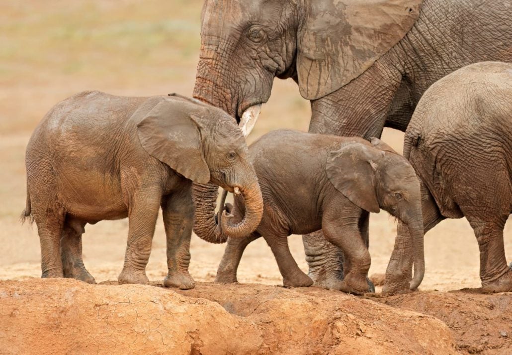 baby elephants and a mother in the wild