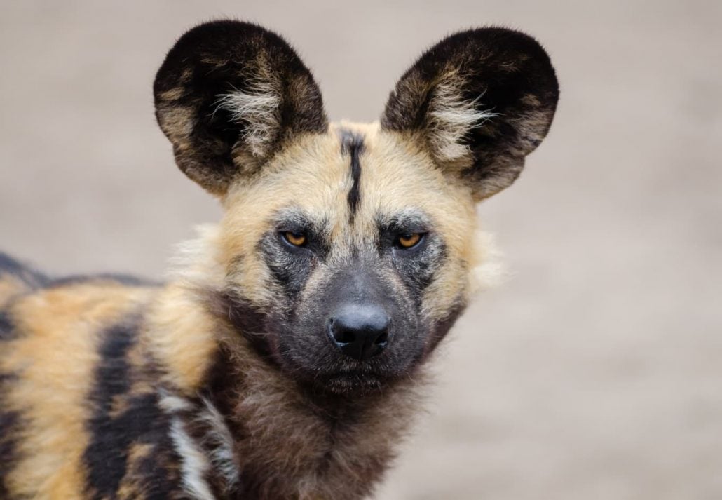 an African wild dog