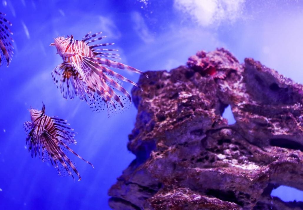 things-to-do-in-cape-town-aquarium | CuddlyNest Travel Blog Two Oceans Aquarium