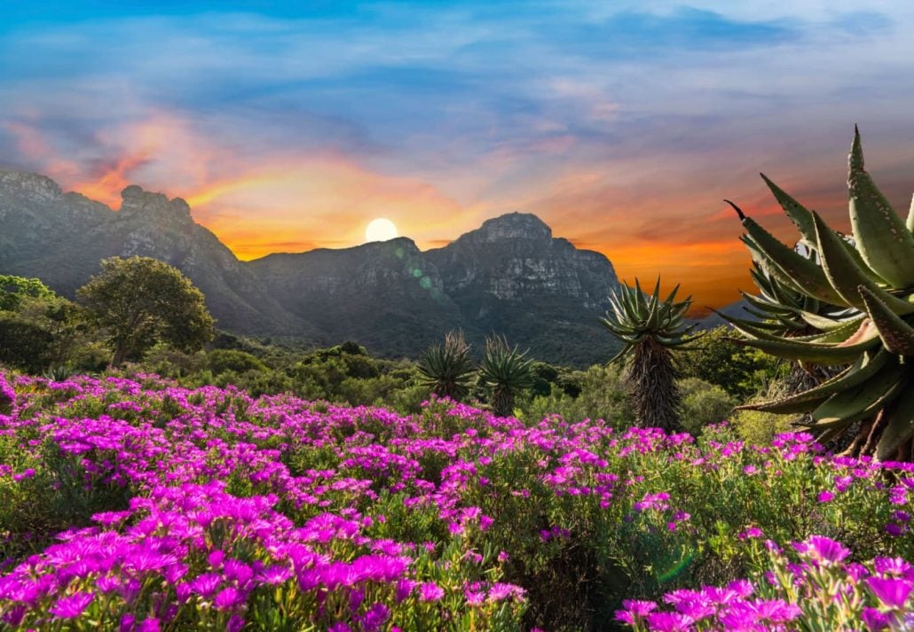 Kirstenbosch National Botanical Garden