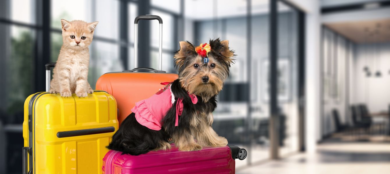 Pet Friendly Hotels in Dubai