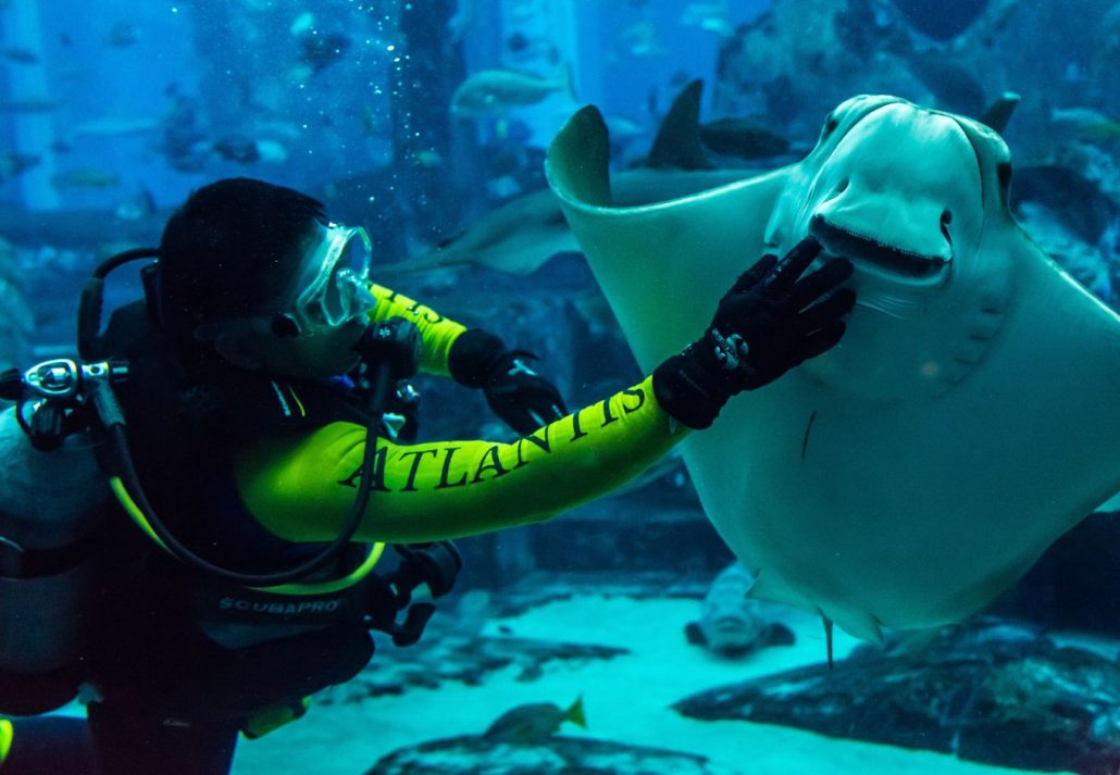 adventure_sports_in_dubai_shark_diving | CuddlyNest Travel Blog Shark Diving