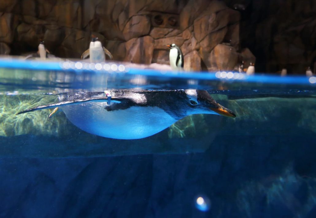 Dubai Aquarium & Underwater Zoo - Penguin Encounter