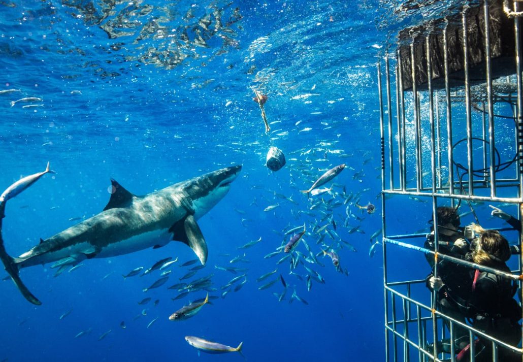 Dubai Aquarium & Underwater Zoo - Shark Encounter