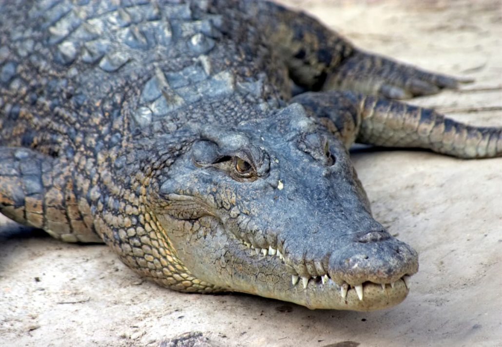 Dubai Aquarium & Underwater Zoo - King Croc Encounter