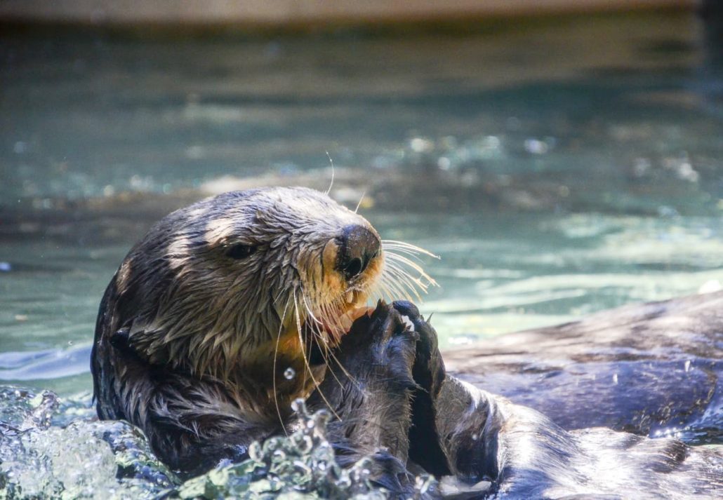 Dubai Aquarium & Underwater Zoo - Otter Encounter